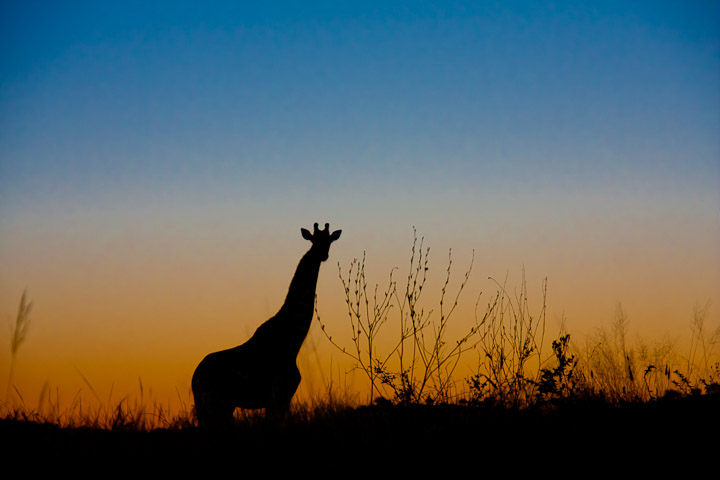Windhoek Game Camp, Giraffe bei Sonnenaufgang gesichtet