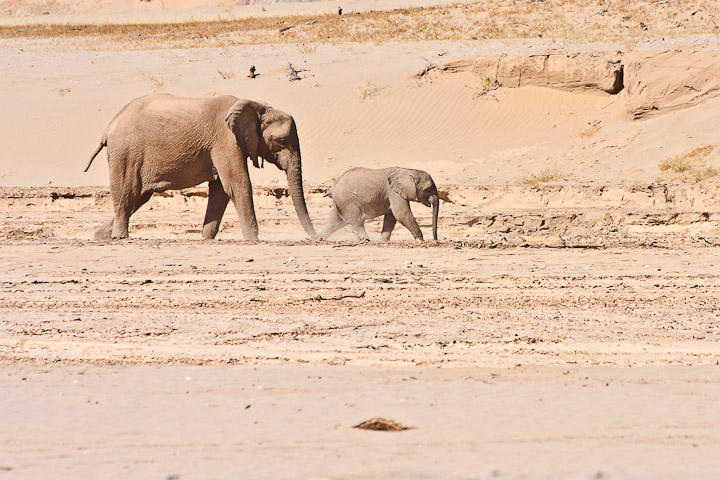 Wstenelefanten im Hoanib Rivier