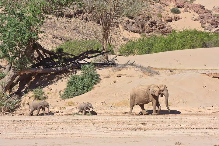 Wstenelefanten
