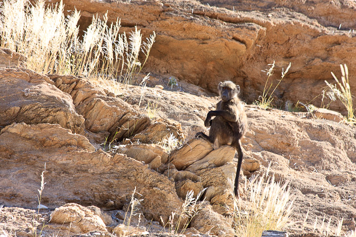 Pavian nahe Sesfontein