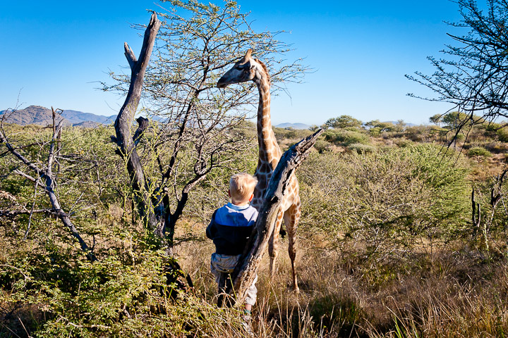 Windhoek Game Camp, Sohnemann und Giraffe