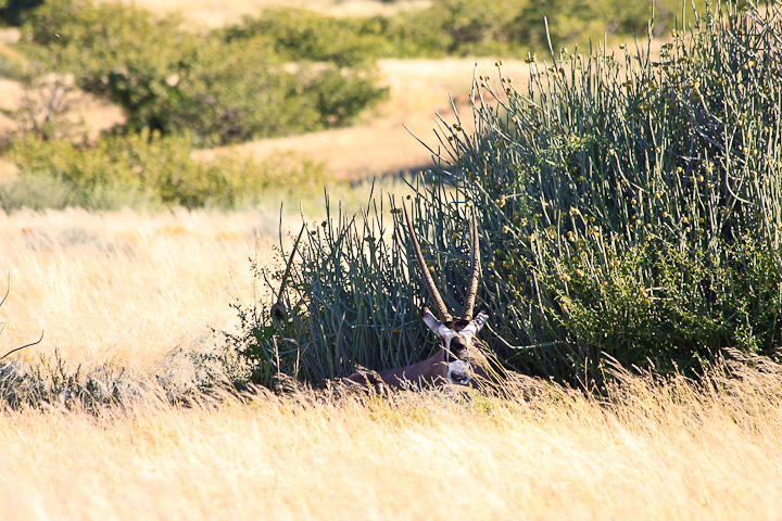 2 versteckte Oryx in der Palmwag Area