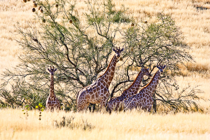 Giraffen im Sawurogab