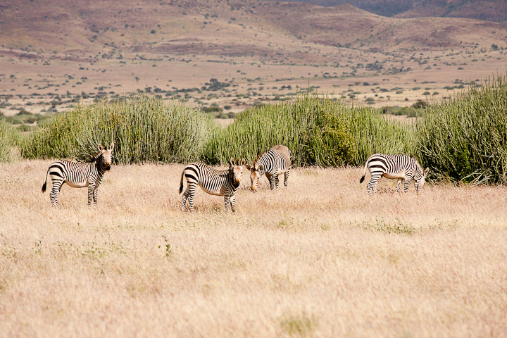 Zebras nahe der C43